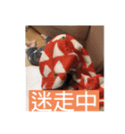 昂さまスタンプ（個別スタンプ：16）