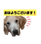 ゴールデンレトリバー きゃっちゃん（個別スタンプ：1）