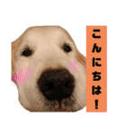 ゴールデンレトリバー きゃっちゃん（個別スタンプ：2）