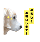 ゴールデンレトリバー きゃっちゃん（個別スタンプ：4）