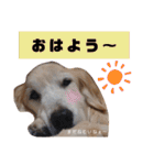 ゴールデンレトリバー きゃっちゃん（個別スタンプ：5）