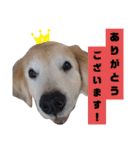 ゴールデンレトリバー きゃっちゃん（個別スタンプ：6）