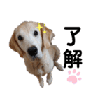 ゴールデンレトリバー きゃっちゃん（個別スタンプ：8）