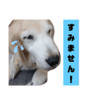 ゴールデンレトリバー きゃっちゃん（個別スタンプ：9）