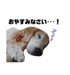 ゴールデンレトリバー きゃっちゃん（個別スタンプ：11）