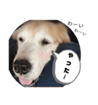 ゴールデンレトリバー きゃっちゃん（個別スタンプ：13）