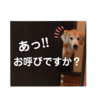 ゴールデンレトリバー きゃっちゃん（個別スタンプ：18）