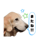 ゴールデンレトリバー きゃっちゃん（個別スタンプ：19）