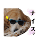 ゴールデンレトリバー きゃっちゃん（個別スタンプ：21）