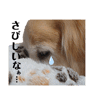 ゴールデンレトリバー きゃっちゃん（個別スタンプ：23）