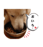 ゴールデンレトリバー きゃっちゃん（個別スタンプ：26）