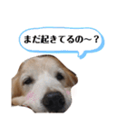 ゴールデンレトリバー きゃっちゃん（個別スタンプ：29）
