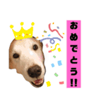 ゴールデンレトリバー きゃっちゃん（個別スタンプ：30）