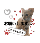 ちくわとトトロ（個別スタンプ：9）