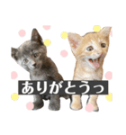 ちくわとトトロ（個別スタンプ：29）