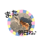 孝太郎＆グレちゃん（個別スタンプ：24）