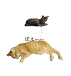 もっと！きゃわえーうちの猫！（個別スタンプ：2）
