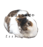 もっと！きゃわえーうちの猫！（個別スタンプ：3）