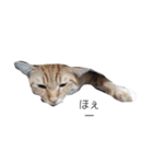 もっと！きゃわえーうちの猫！（個別スタンプ：4）