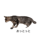 もっと！きゃわえーうちの猫！（個別スタンプ：8）