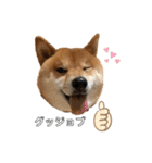 柴犬マリンお嬢様 よく使う言葉編（個別スタンプ：1）