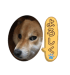 柴犬マリンお嬢様 よく使う言葉編（個別スタンプ：2）