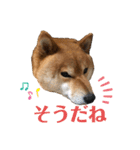 柴犬マリンお嬢様 よく使う言葉編（個別スタンプ：3）
