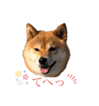 柴犬マリンお嬢様 よく使う言葉編（個別スタンプ：4）
