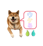 柴犬マリンお嬢様 よく使う言葉編（個別スタンプ：5）