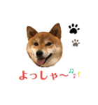 柴犬マリンお嬢様 よく使う言葉編（個別スタンプ：6）