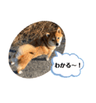 柴犬マリンお嬢様 よく使う言葉編（個別スタンプ：7）
