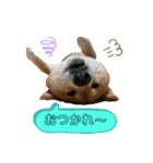 柴犬マリンお嬢様 よく使う言葉編（個別スタンプ：10）