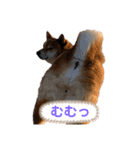 柴犬マリンお嬢様 よく使う言葉編（個別スタンプ：11）