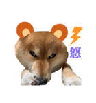 柴犬マリンお嬢様 よく使う言葉編（個別スタンプ：15）