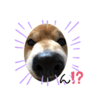 柴犬マリンお嬢様 よく使う言葉編（個別スタンプ：16）