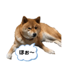 柴犬マリンお嬢様 よく使う言葉編（個別スタンプ：17）