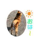 柴犬マリンお嬢様 よく使う言葉編（個別スタンプ：18）