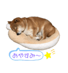 柴犬マリンお嬢様 よく使う言葉編（個別スタンプ：19）