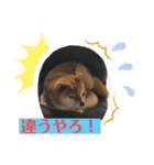 柴犬マリンお嬢様 よく使う言葉編（個別スタンプ：20）