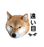 柴犬マリンお嬢様 よく使う言葉編（個別スタンプ：21）