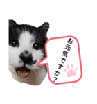 withねこ＆いぬ（2）（個別スタンプ：4）