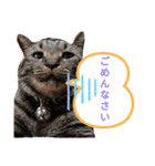withねこ＆いぬ（2）（個別スタンプ：5）