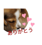 withねこ＆いぬ（2）（個別スタンプ：7）