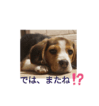 withねこ＆いぬ（2）（個別スタンプ：8）
