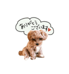 ノアくんです。（個別スタンプ：3）