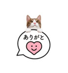猫のほのさんです。（個別スタンプ：1）