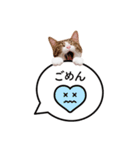 猫のほのさんです。（個別スタンプ：2）