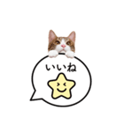 猫のほのさんです。（個別スタンプ：3）