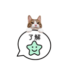 猫のほのさんです。（個別スタンプ：4）