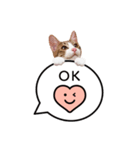 猫のほのさんです。（個別スタンプ：5）